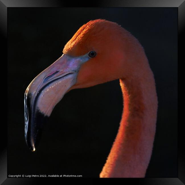 Portrait of a Pink Flamingo, Chester zoo, UK Framed Print by Luigi Petro