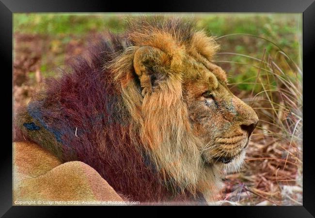 The Majestic Asian Lion Framed Print by Luigi Petro