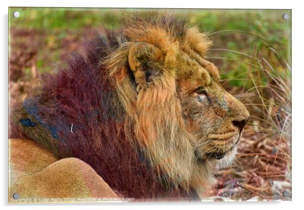 The Majestic Asian Lion Acrylic by Luigi Petro