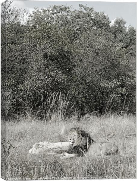 Lions on Safari  Canvas Print by Elaine Anne Baxter