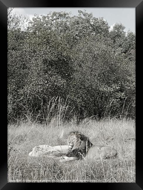 Lions on Safari  Framed Print by Elaine Anne Baxter