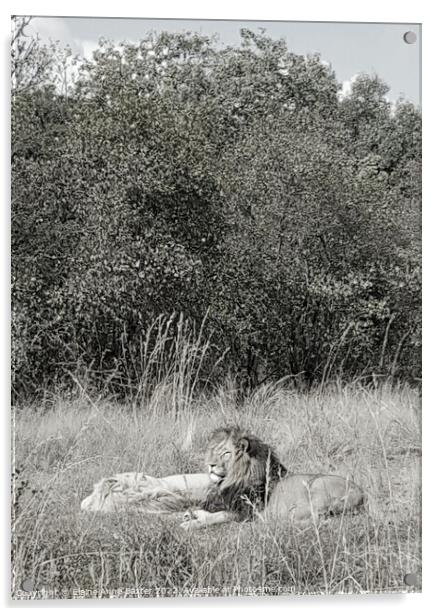 Lions on Safari  Acrylic by Elaine Anne Baxter