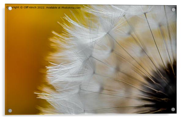 Dandelion frongs Acrylic by Cliff Kinch