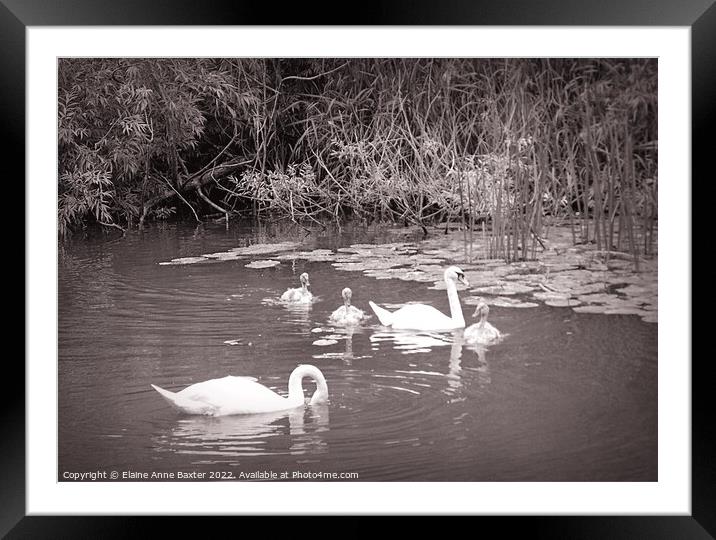 Swans and Lilly Pads Framed Mounted Print by Elaine Anne Baxter