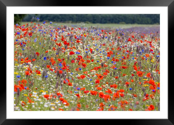 wildflower meadow Framed Mounted Print by chris smith