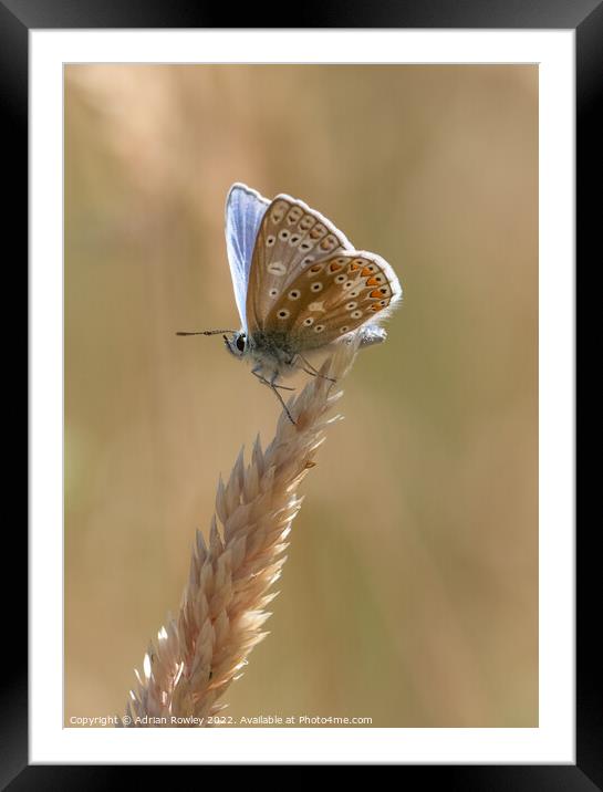 Brilliant Blue Butterfly Framed Mounted Print by Adrian Rowley