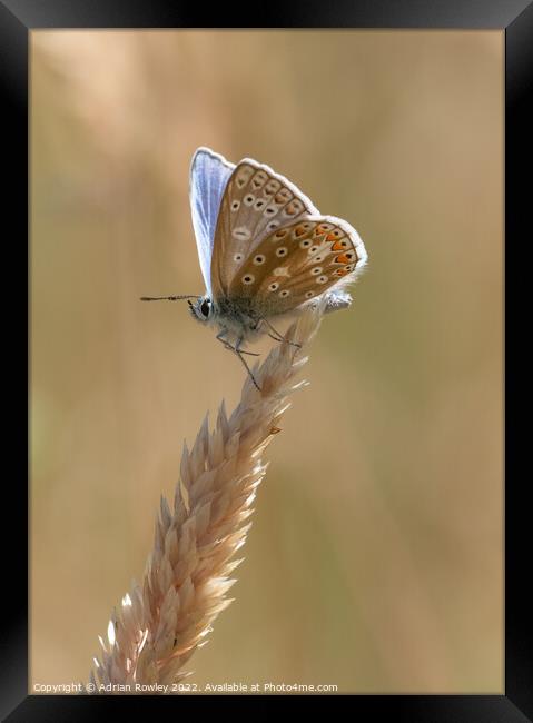 Brilliant Blue Butterfly Framed Print by Adrian Rowley