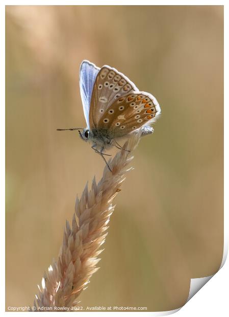 Brilliant Blue Butterfly Print by Adrian Rowley