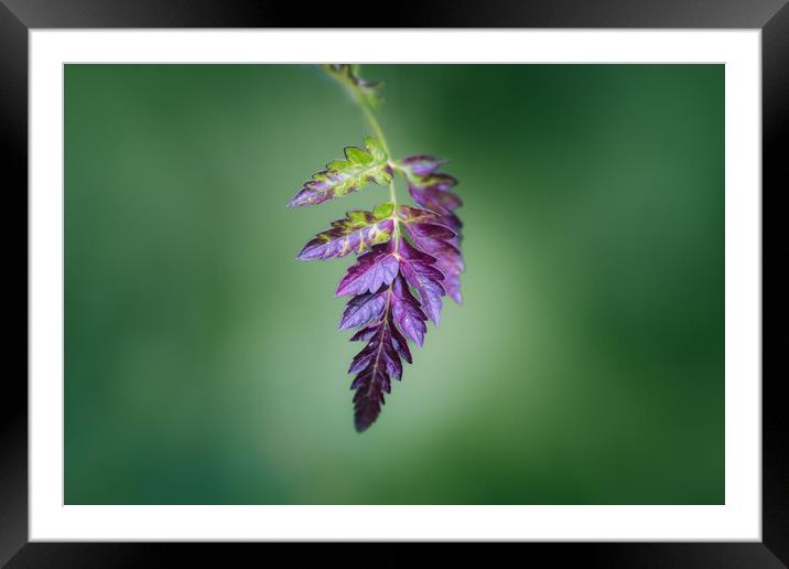 Purple Leaf Framed Mounted Print by Mark Jones