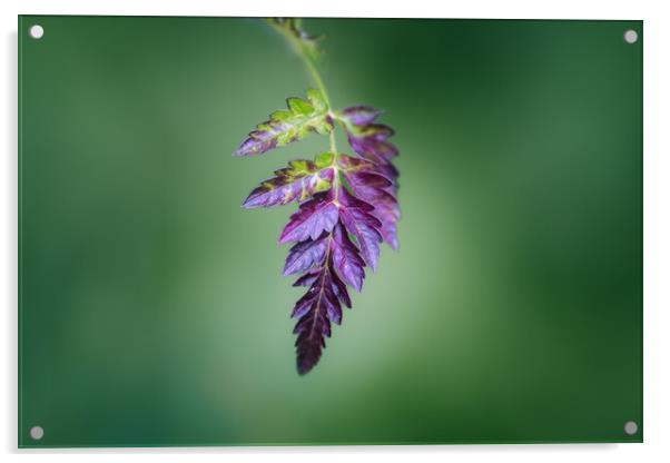 Purple Leaf Acrylic by Mark Jones