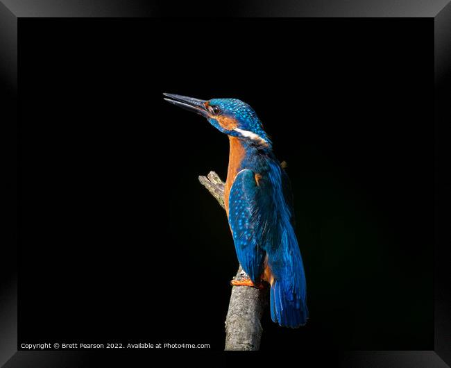 Common Kingfisher Framed Print by Brett Pearson