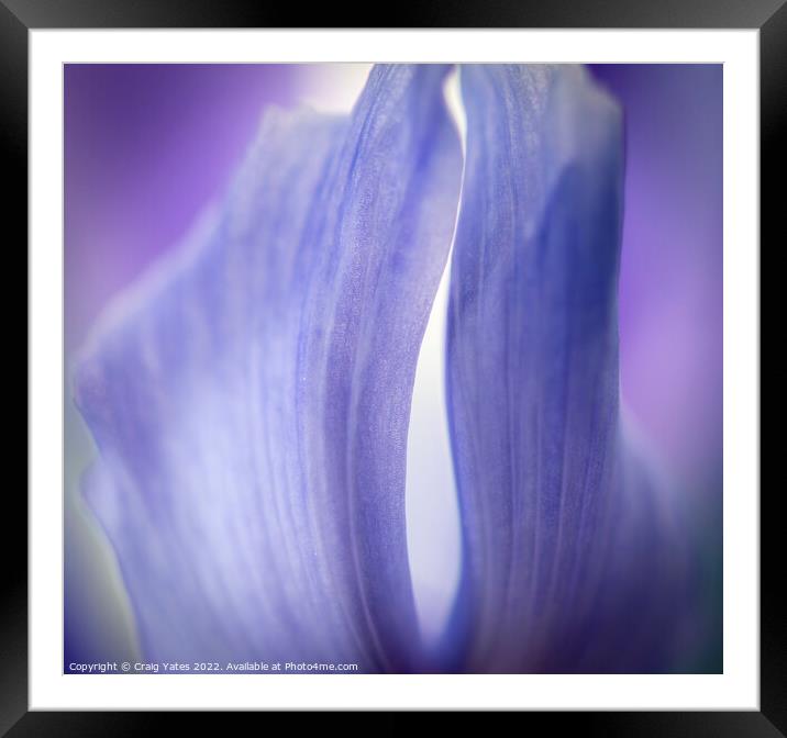 The Colour Purple. Framed Mounted Print by Craig Yates