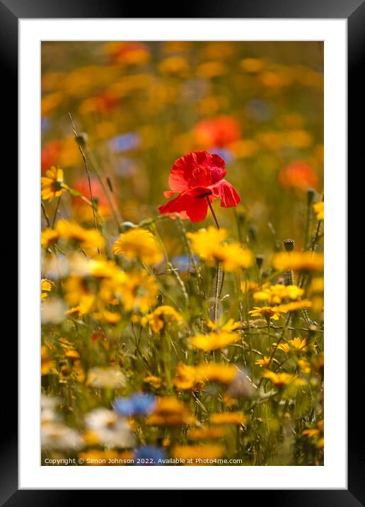 sunlit Poppy in meadow flowers Framed Mounted Print by Simon Johnson