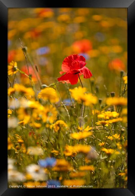 sunlit Poppy in meadow flowers Framed Print by Simon Johnson