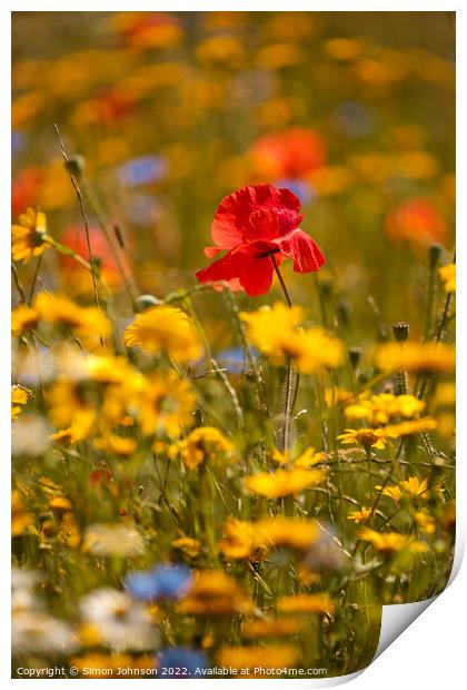 sunlit Poppy in meadow flowers Print by Simon Johnson