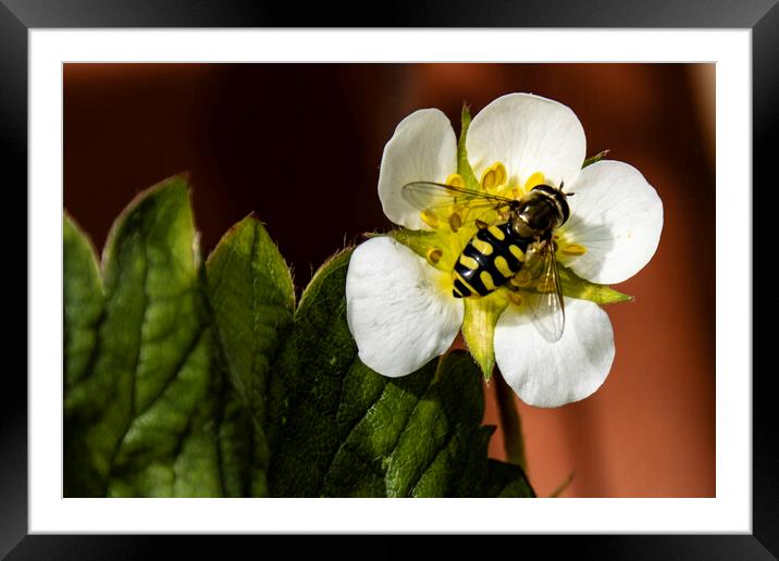 Insect Framed Mounted Print by Glen Allen