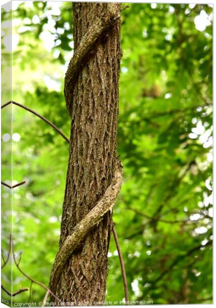 The Climber (2A) Canvas Print by Philip Lehman