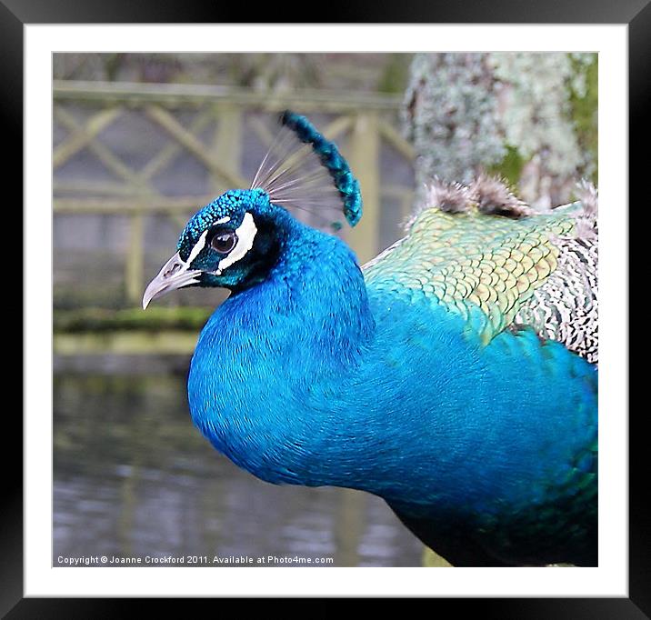 Peacock Framed Mounted Print by Joanne Crockford