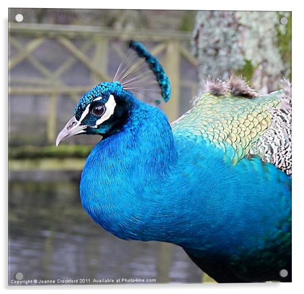 Peacock Acrylic by Joanne Crockford