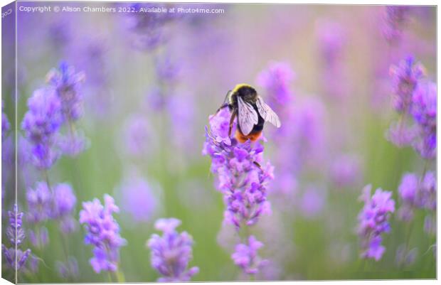 Bee On Lavender Flower Canvas Print by Alison Chambers