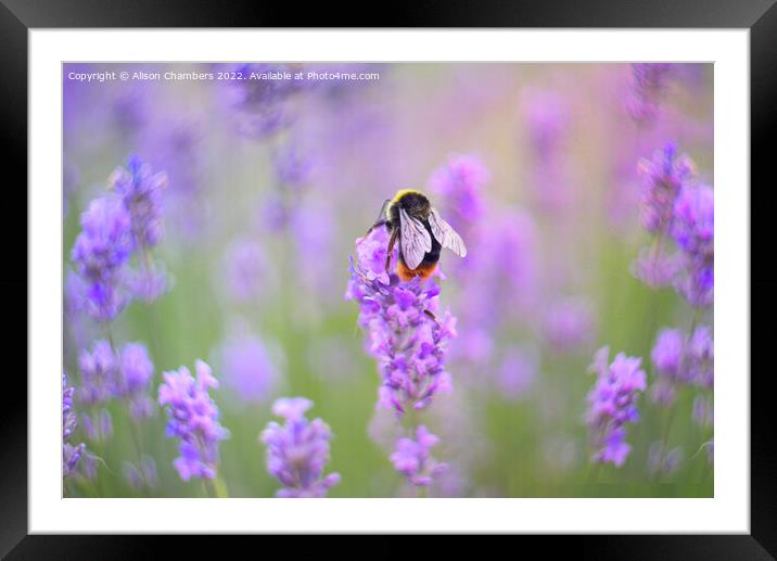 Bee On Lavender Flower Framed Mounted Print by Alison Chambers