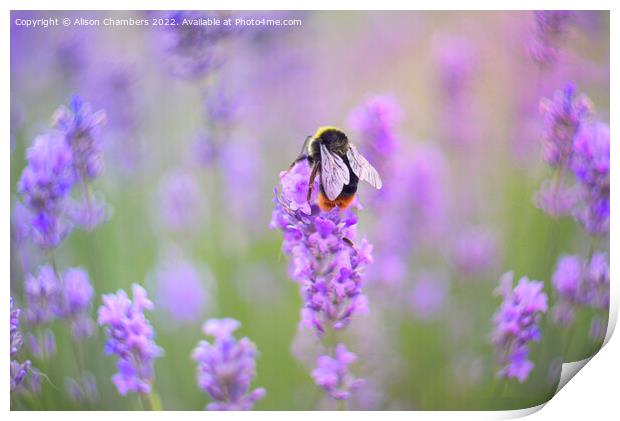 Bee On Lavender Flower Print by Alison Chambers
