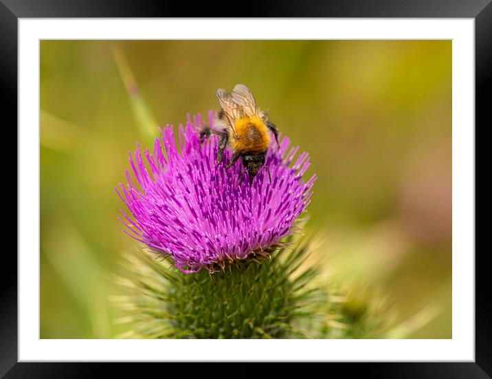 Bee,on a Wild Purple thistle Framed Mounted Print by kathy white