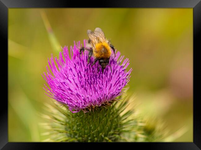 Bee,on a Wild Purple thistle Framed Print by kathy white