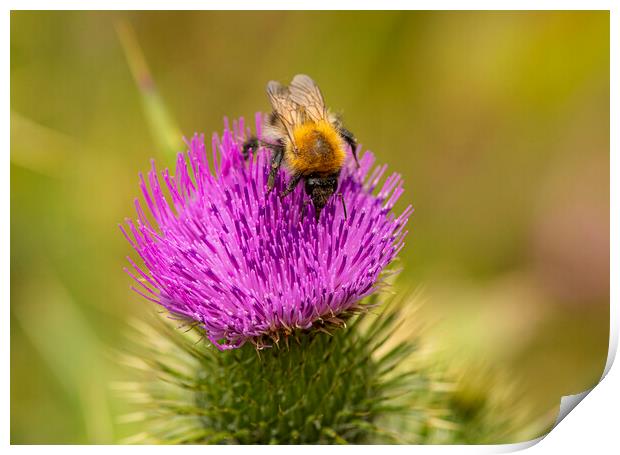 Bee,on a Wild Purple thistle Print by kathy white