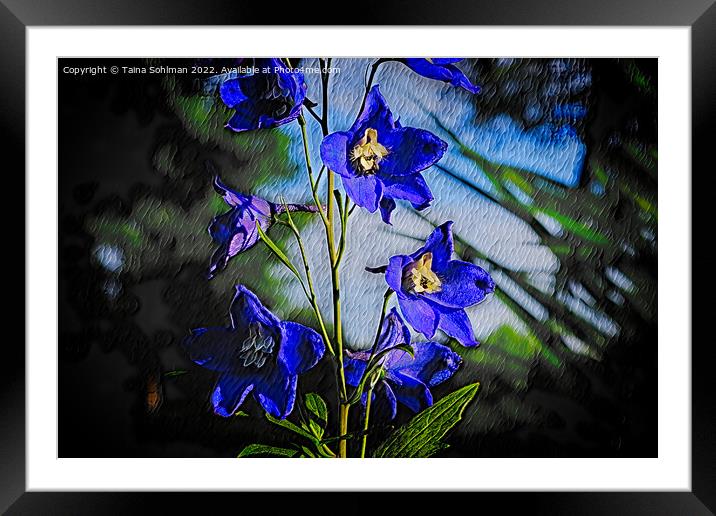 Blue Delphinium  Framed Mounted Print by Taina Sohlman