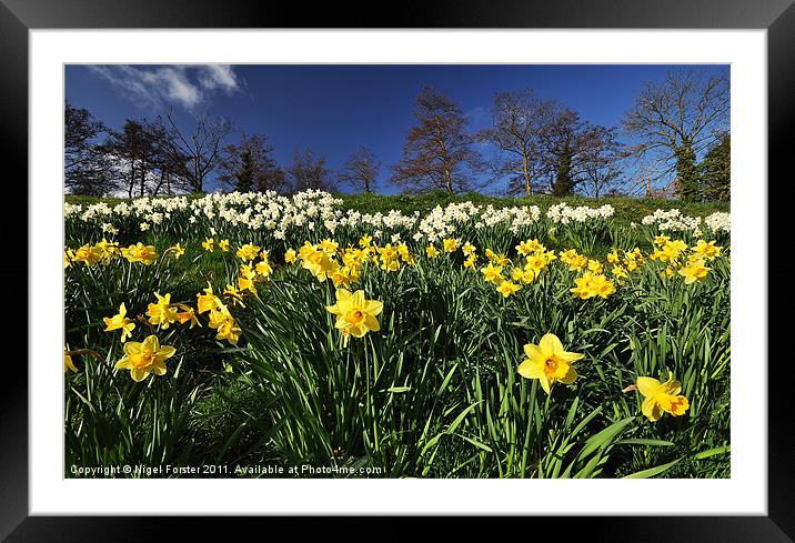 Talybont Daffodils Framed Mounted Print by Creative Photography Wales