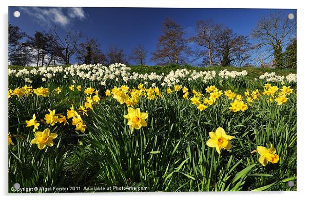 Talybont Daffodils Acrylic by Creative Photography Wales