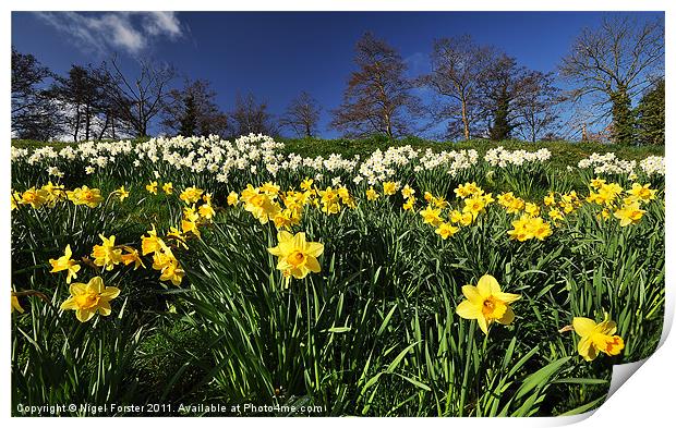 Talybont Daffodils Print by Creative Photography Wales
