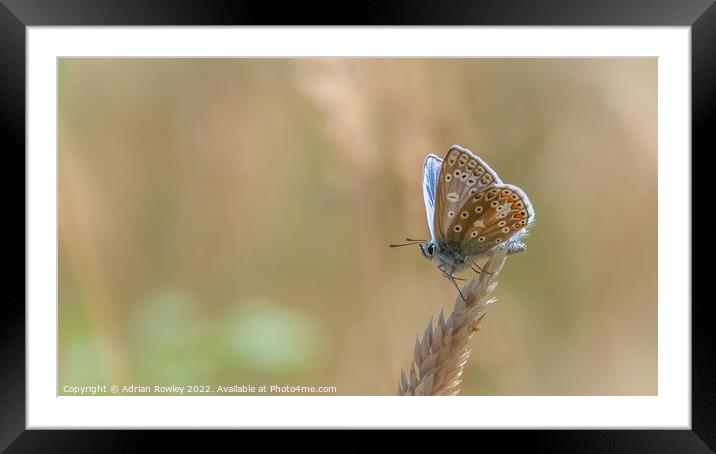 Heavenly Blue Butterfly Framed Mounted Print by Adrian Rowley