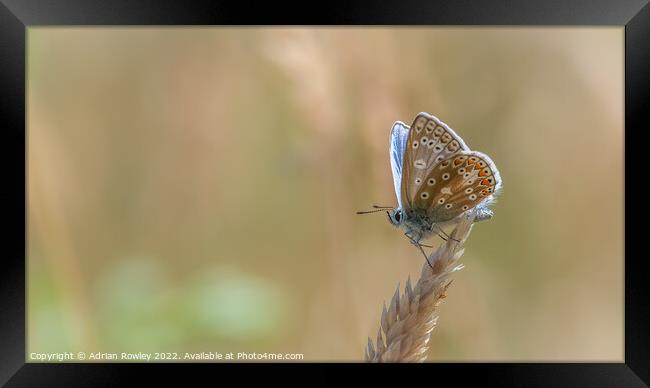 Heavenly Blue Butterfly Framed Print by Adrian Rowley