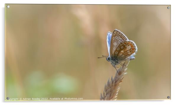 Heavenly Blue Butterfly Acrylic by Adrian Rowley