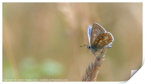 Heavenly Blue Butterfly Print by Adrian Rowley