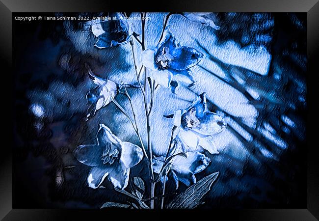Delphinium Blue Monochrome Framed Print by Taina Sohlman
