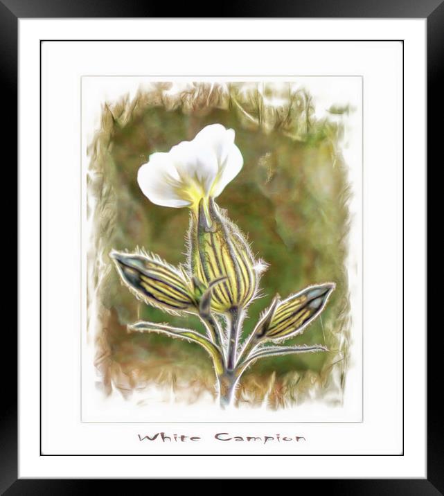 White Campion Framed Mounted Print by David Mccandlish