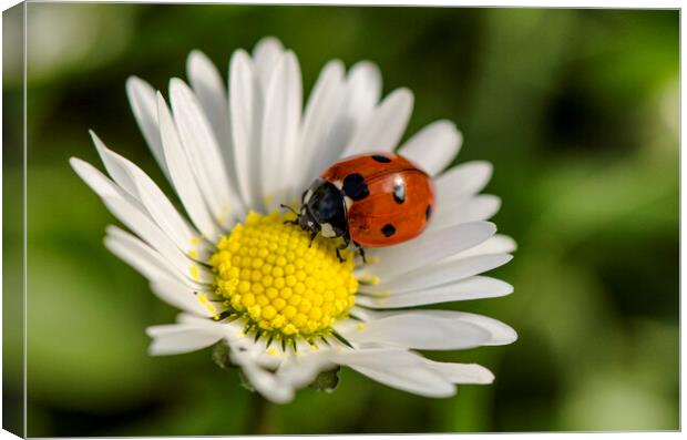 ladybird on a white flower, Canvas Print by kathy white