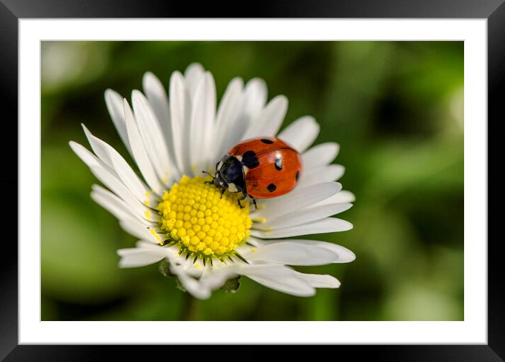 ladybird on a white flower, Framed Mounted Print by kathy white
