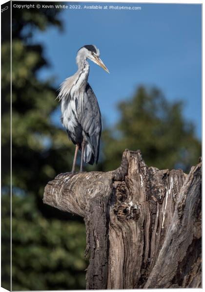 Grey Heron lookout Canvas Print by Kevin White