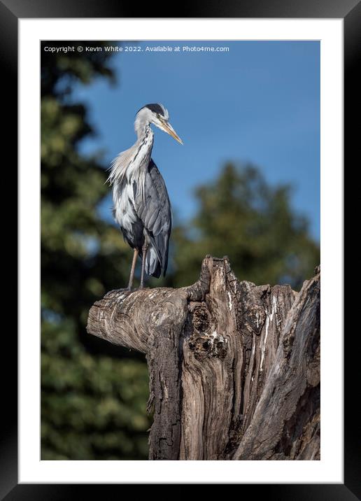 Grey Heron lookout Framed Mounted Print by Kevin White