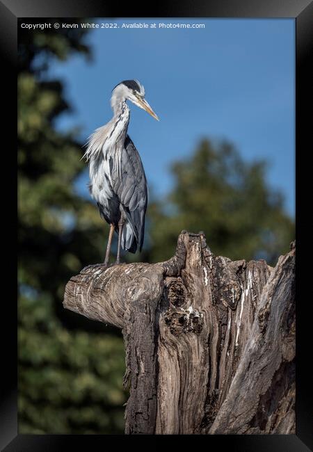Grey Heron lookout Framed Print by Kevin White