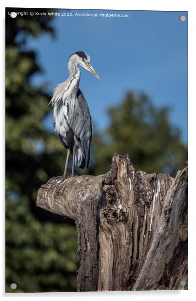 Grey Heron lookout Acrylic by Kevin White