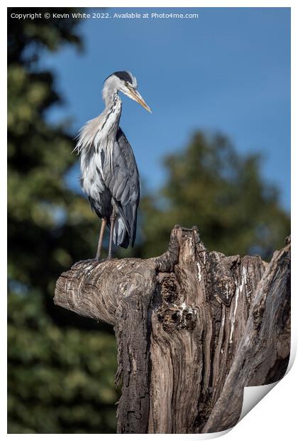 Grey Heron lookout Print by Kevin White
