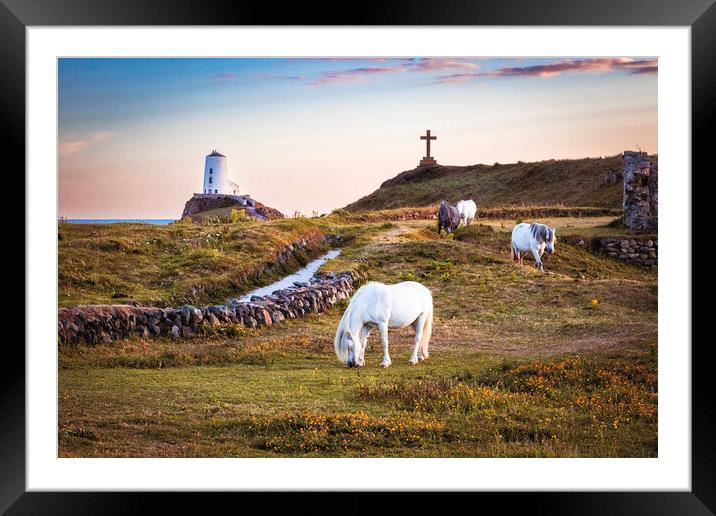 Wild horses Framed Mounted Print by Kevin Elias