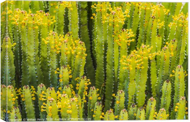 Euphorbia Spurge Cactus Yellow Flowers Botanical Garden Tucson A Canvas Print by William Perry