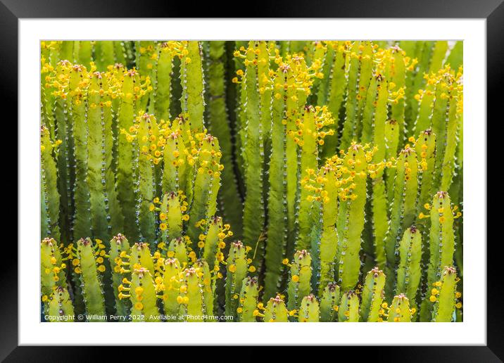 Euphorbia Spurge Cactus Yellow Flowers Botanical Garden Tucson A Framed Mounted Print by William Perry
