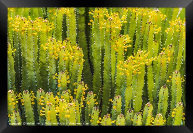 Euphorbia Spurge Cactus Yellow Flowers Botanical Garden Tucson A Framed Print by William Perry